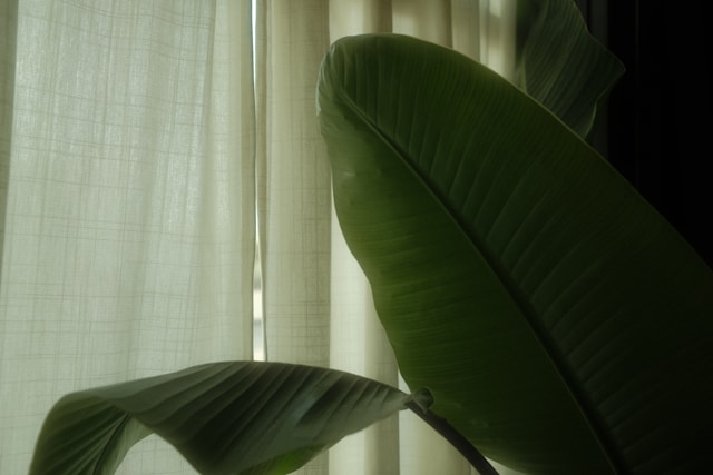  Strelitzia