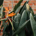 Wat maakt de Strelitzia zo populair onder plantenliefhebbers?