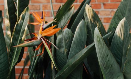 Wat maakt de Strelitzia zo populair onder plantenliefhebbers?