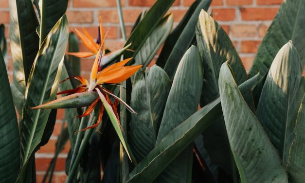 Wat maakt de Strelitzia zo populair onder plantenliefhebbers?