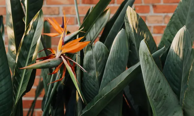 Wat maakt de Strelitzia zo populair onder plantenliefhebbers?