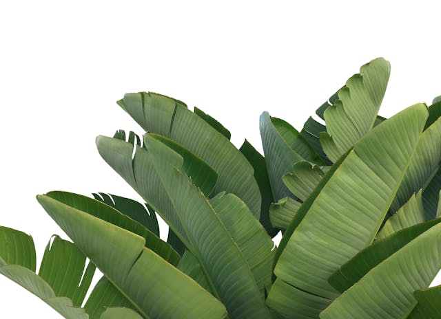 Strelitzia